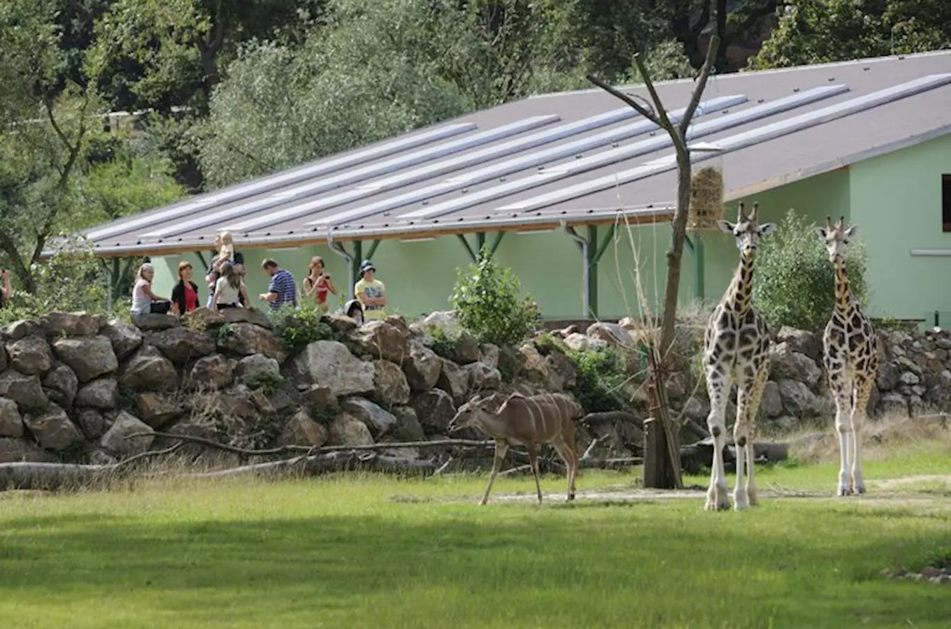 Dva žirafy a impala v areálu zoologické zahrady Plzeň.