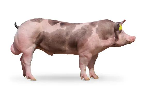 Plemeno prasat duroc s typickymi skvrnami na svaze.