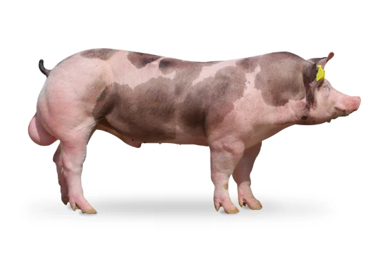 Fotografie praseho plemene Duroc stojiciho na bielej pozadi.