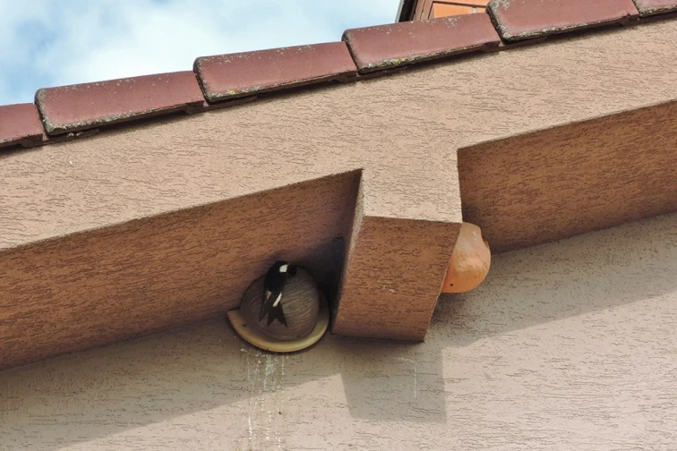 Jiřička sedí v hlíněném hnízdě pod střechou domu.