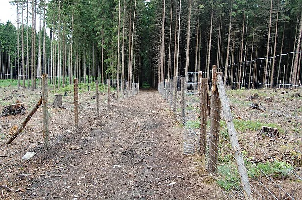 Zalesňený lesní průjezd s plotem v obci Jindřichovice pod Smrkem.
