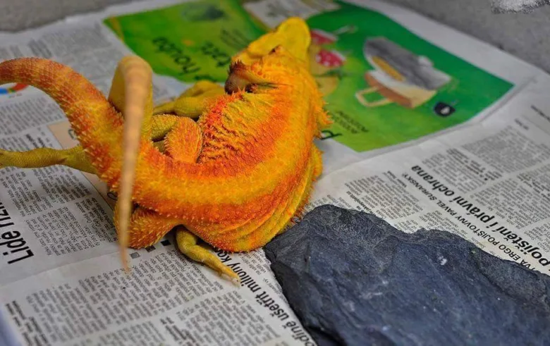 Oranžový agama chameleon leží na novinach vedle kamene.