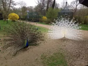 Dva pavové v zoo Častolovice s roztaženými a složeným ocasem.