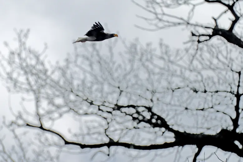 Orel kamčatský letí nad holými větvemi stromů.