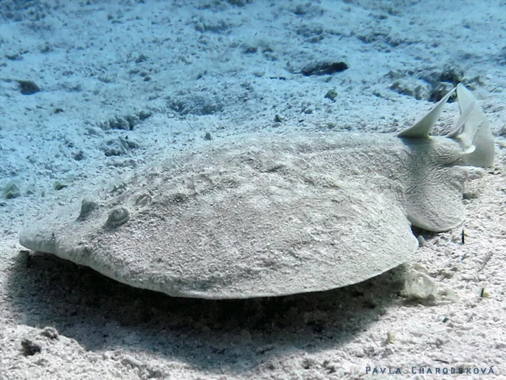 Velký mořský živočich s plochým tělem odpočívá na dně oceánu.