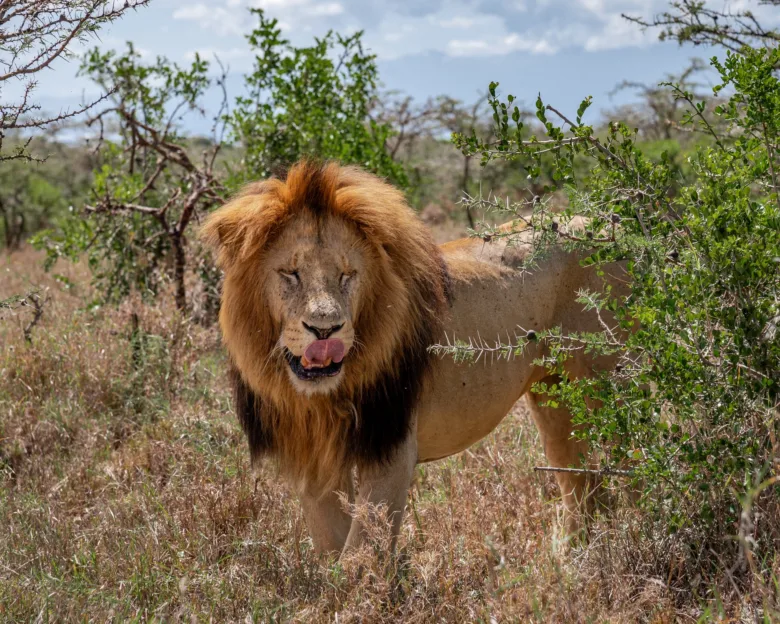 Male lion in savanna