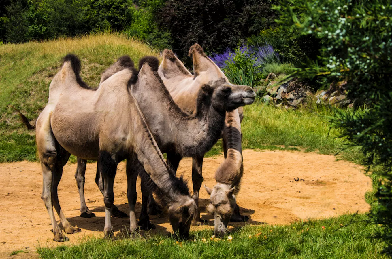 Skupina dvouhřbetních velbloudů pasou na trávě v zoo.