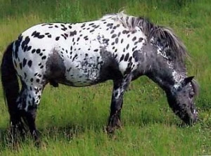 Skvrnitý kůň appalóza pasou se na trávě.