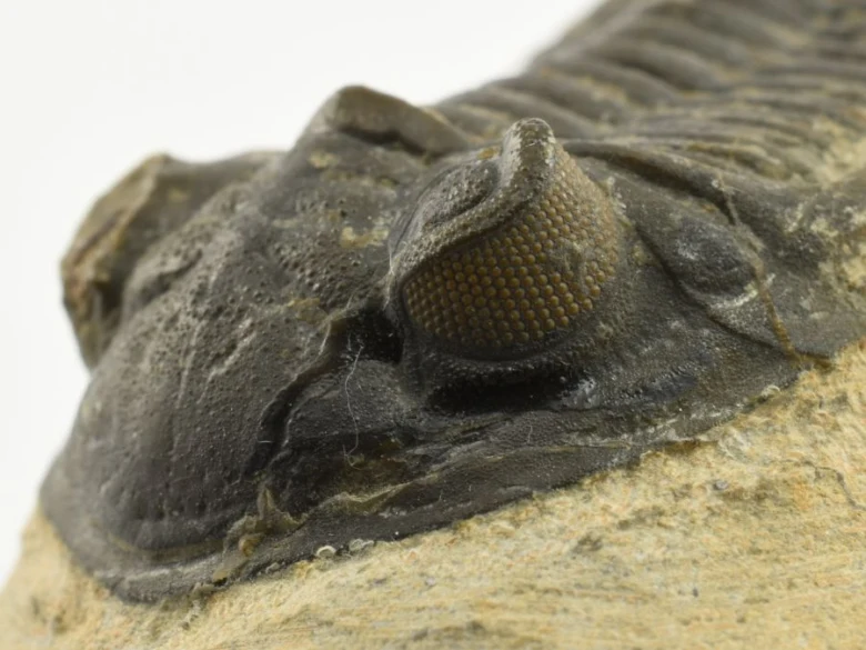 Detail fosilního trilobita s očím zachyceným v kamenné matrici.