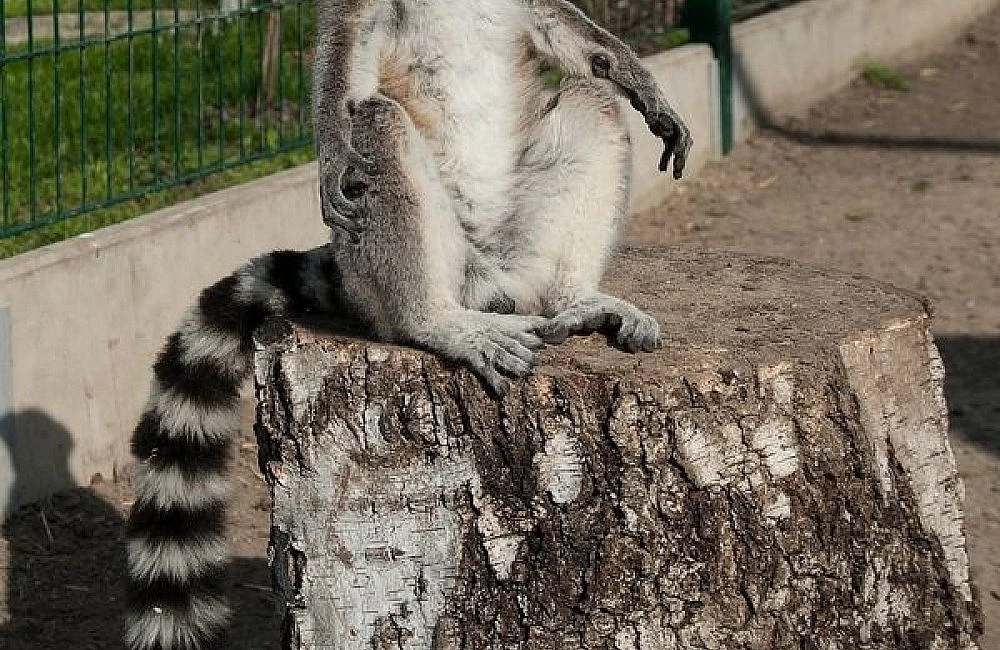 Ringtailed lémur sedící na kmeni stromu v zoo.