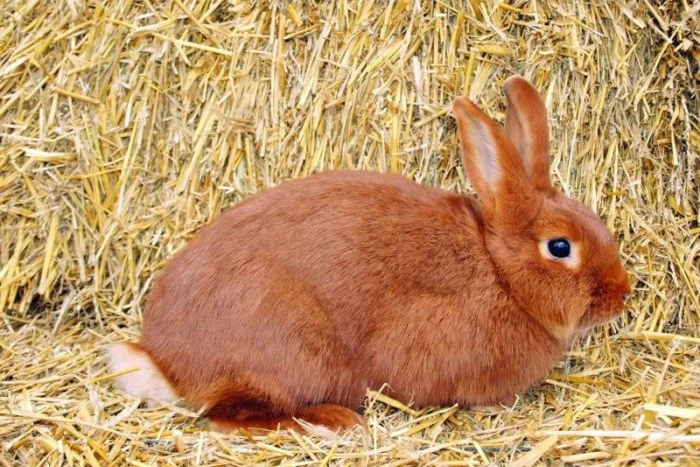 Hnědá králík sedí na slámě v přírodním prostředí.