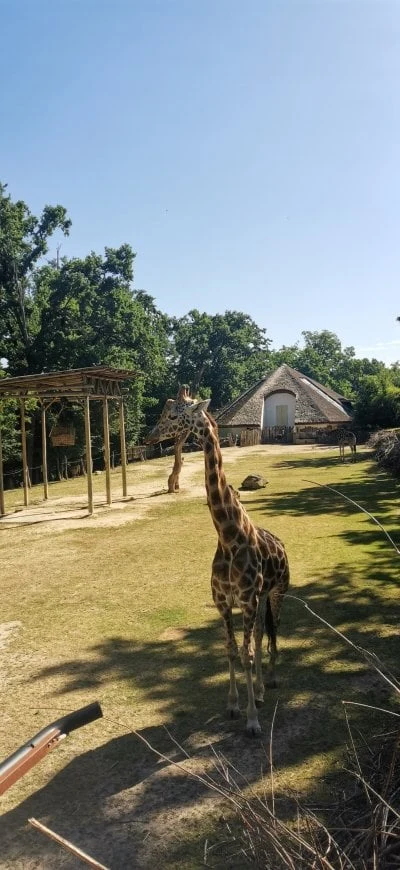 Giraffes in enclosure