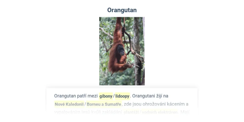 Orangutan visící na větví v džungli