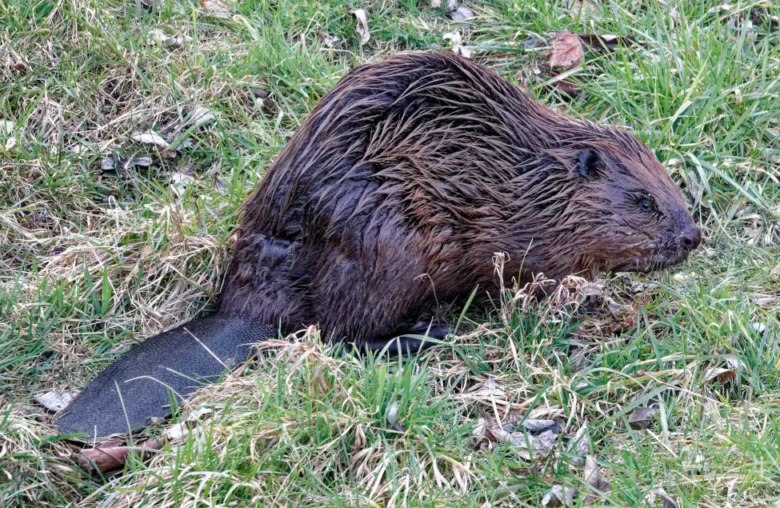 Mokrý svišť leží na trávě s listím.