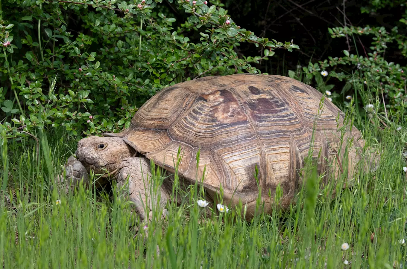 Velká želva kráčí po trávě v přírodě.