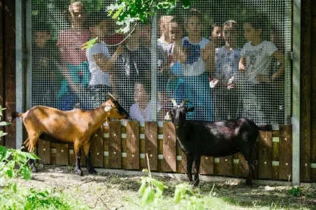 Děti pozorují kozy v ohradě kontaktního zooparku.