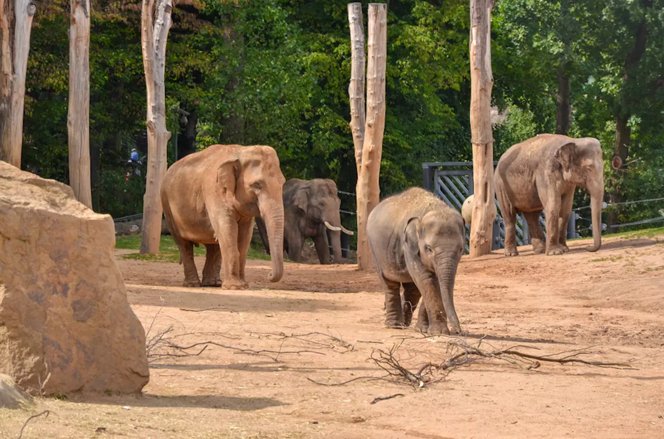 Slovenské slony v areálu české zoologické zahrady