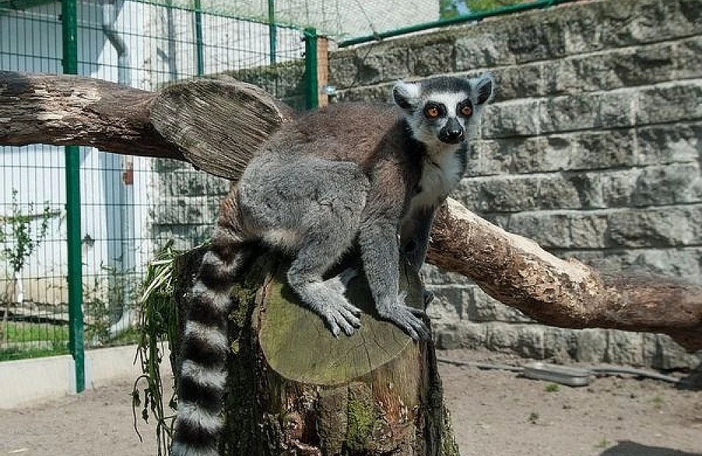 Ringtailed lémur sedí na kmeni v zoo.