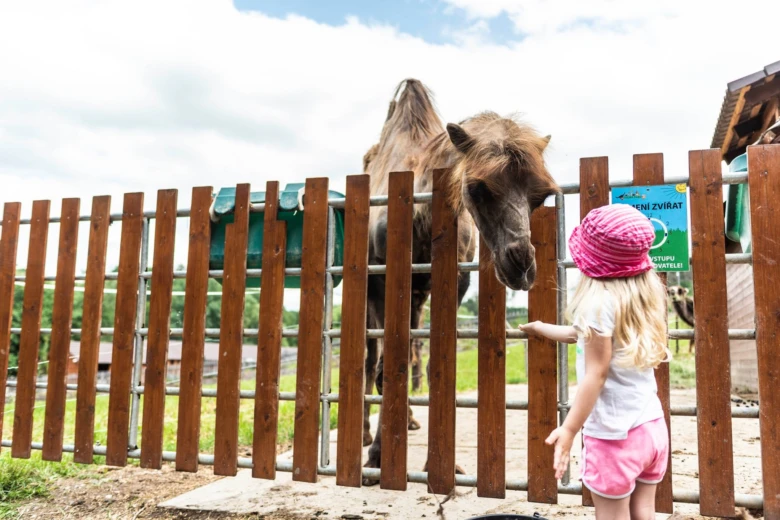 Dívka dotýká nosu velblouda v pražské zoo za plotem.